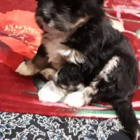 توله دوماهه شیتزو کراس