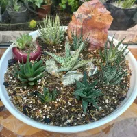 فروش تخصصی انوع گل و گیاه زینتی و خاص