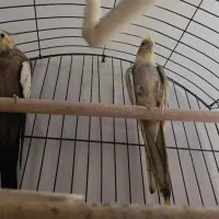 عروس هلندی جفت
