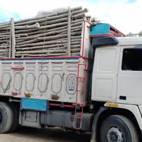 خریدار درخت|خدمات باغبانی و درختکاری|سنقر, |دیوار