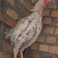 مرغ وخروس لاری