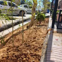 خاک باغچه درجه 1مخصوص باغچه ودرختکاری بانیسان|خدمات باغبانی و درختکاری|زاهدان, |دیوار