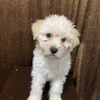 فروش شتیزو تریر اصل پاکوتاه سفید|سگ|رشت, پل تالشان|دیوار