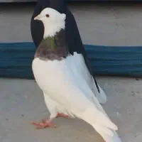 کبوتر|پرنده|شوشتر, |دیوار