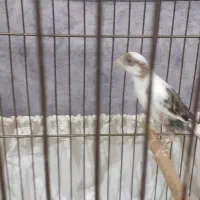 یک عددقناری|پرنده|ملایر, |دیوار