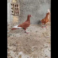 مینا زرد و مینا سرخ