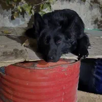 سگ ژرمن  بلک گمشده|حیوانات|محمدشهر, ولدآباد|دیوار