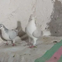 کبوتر|پرنده|نیشابور, مازول|دیوار