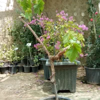 نهال انگور یاقوتی.انگور فلیم سیدلس۳ساله سطل ده