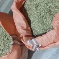 کلوس (کرفس کوهی)