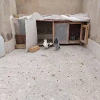 پرنده|پرنده|قم, ولیعصر|دیوار