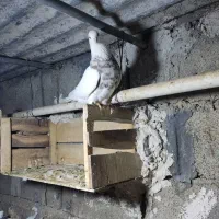 طوقی شکلاتی