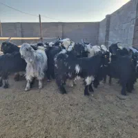 بزغاله کره بره شهرضا