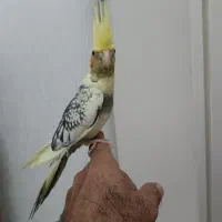 جفت عروس هلندی|پرنده|رشت, کوی غلام نیا|دیوار