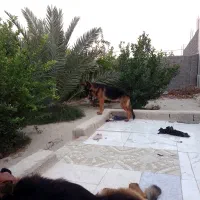 ژرمن شپرد نر و ماده یک و نیم ساله