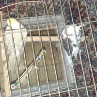 پرنده|پرنده|گرگان, |دیوار