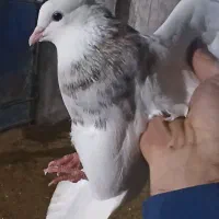 طوقی|حیوانات|ایذه, |دیوار