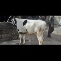 گوساله هلشتاین هم باب داشت هم کشتار