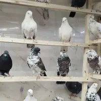 کبوتر بارجدید ۹/۱۰.دوشنبه .کفترتعداد.سواکن و جداکن|پرنده|کرج, حیدرآباد|دیوار