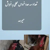 خروس محلی و کود مرغی|حیوانات مزرعه|ساوه, |دیوار