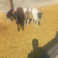 یک‌رس‌بز‌یک‌رس‌میش‌یک‌رس‌‌بزغاله‌ماده