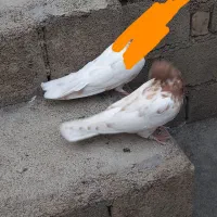 کبوتر|پرنده|الشتر, |دیوار