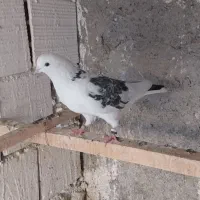 کفتر نر و ماده( مایه کفتر)