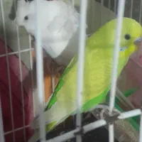 یک جفت مرغ عشق