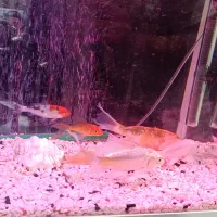 ماهی کوی|ماهی|پاکدشت, پاکدشت (مامازند)|دیوار