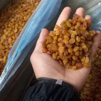 کشمش پلویی مشکی و طلایی درجه یک