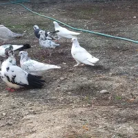 فروش کبوتر|پرنده|تنکابن, |دیوار