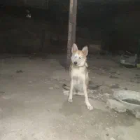 سگ گرگی