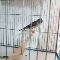 قناری نروماده سرخ|پرنده|تهران, جیحون|دیوار