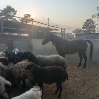 شیشک و بره ماده آبستن|حیوانات مزرعه|کهریزک, |دیوار