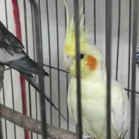 عروس سخنگو،جفت،دستی،با وسایل|پرنده|شیراز, گلستان|دیوار