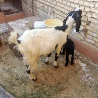 بز ماده مطفل با بزقاله ماده|حیوانات مزرعه|خرمشهر, |دیوار