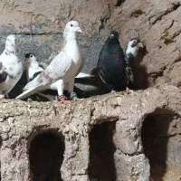 کفتر|پرنده|مشهد, عنصری|دیوار