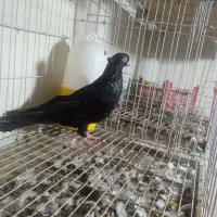 کبوتر صرب نر