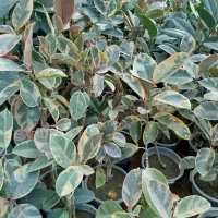 انواع گل آپارتمانی