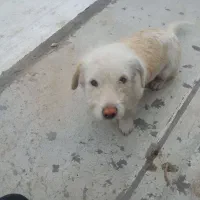 سگ پا کوتاه پشمالو