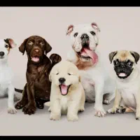 سگ پیدا شده محدوده شاپور جدید