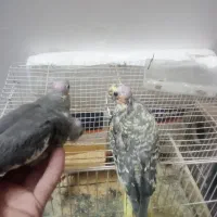 عروس هلندی جوجه|پرنده|تربت‌حیدریه, میدان مرکزی|دیوار