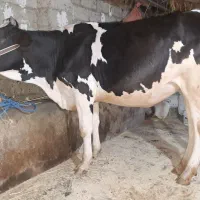 گاوهلشتاین