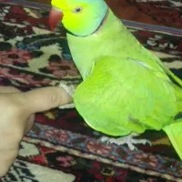 طوطی ملنگوسخنگووچلوندنی