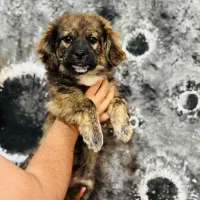 واگذاری پیکینیز تریر ۴ماهه سایز ریز|سگ|خرم‌آباد, |دیوار