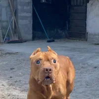 سگ پیت بول