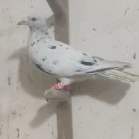 هفترنگ|پرنده|گنبد کاووس, |دیوار