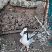 کبوتر|پرنده|تاکستان, |دیوار