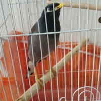 مرغ مینا سخنگو|پرنده|آشخانه, |دیوار