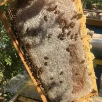 عسل بشرط طبیعی تضمینی فقط ۵۰۰هزارزیرقیمت بازار|خوردنی و آشامیدنی|سقز, |دیوار